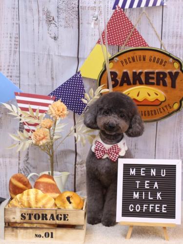 20240904chipieちゃん